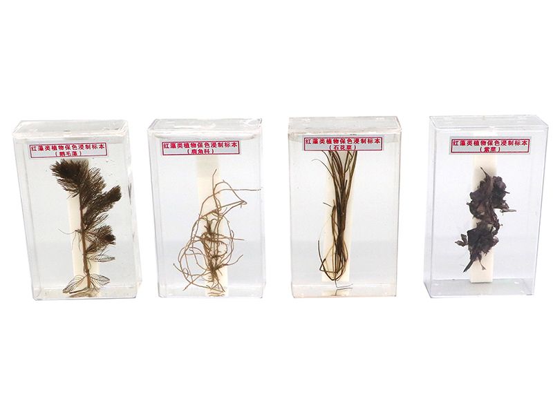 红藻类植物保色浸制标本