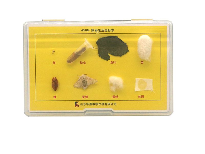 家蚕生活史标本