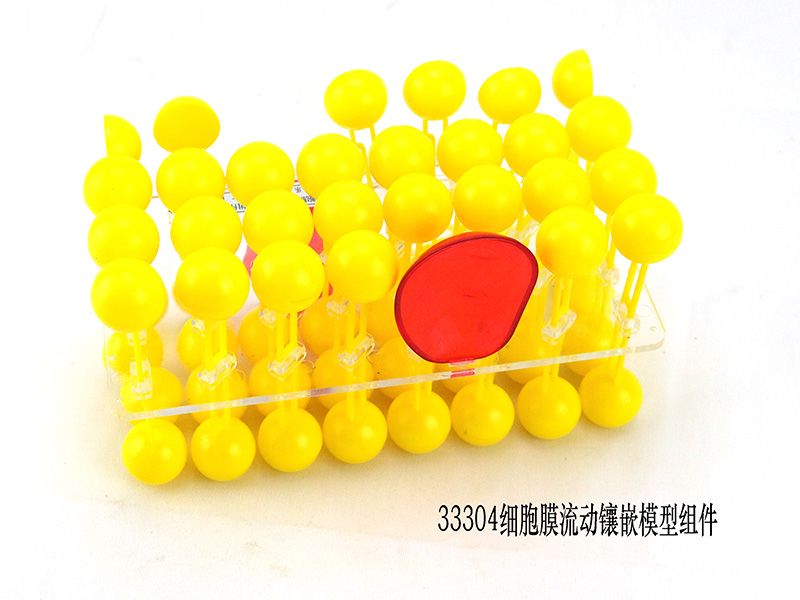 细胞膜流动镶嵌模型组件