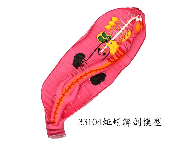 蚯蚓解剖模型