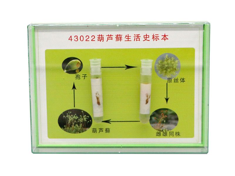 葫芦藓生活史标本