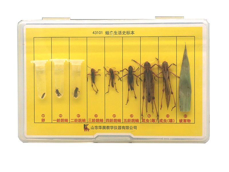 蝗虫生活史标本