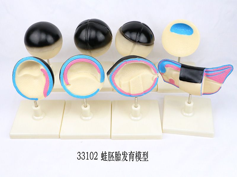 蛙胚胎发育模型