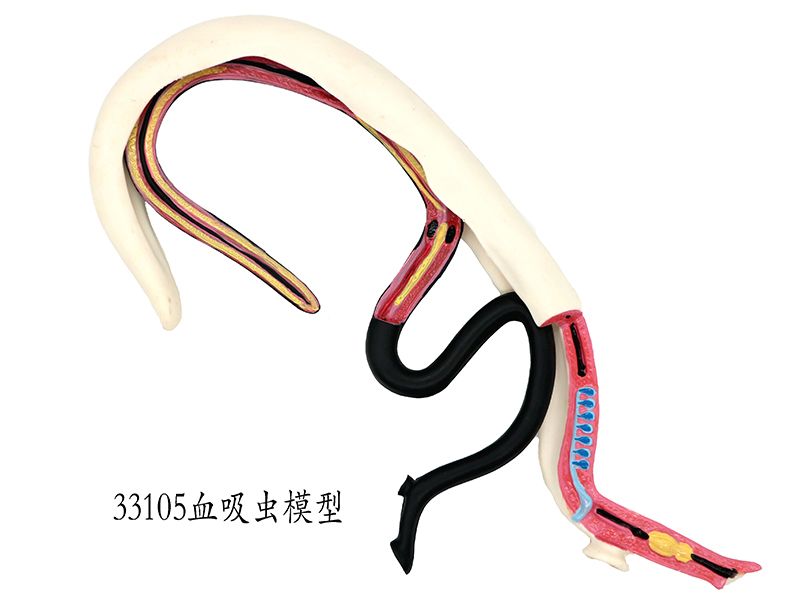血吸虫模型